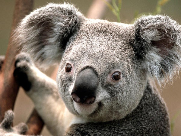 Close up of a koala climbing a tree and looking directly towards the viewer